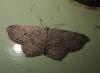 Cyclophora pendularia